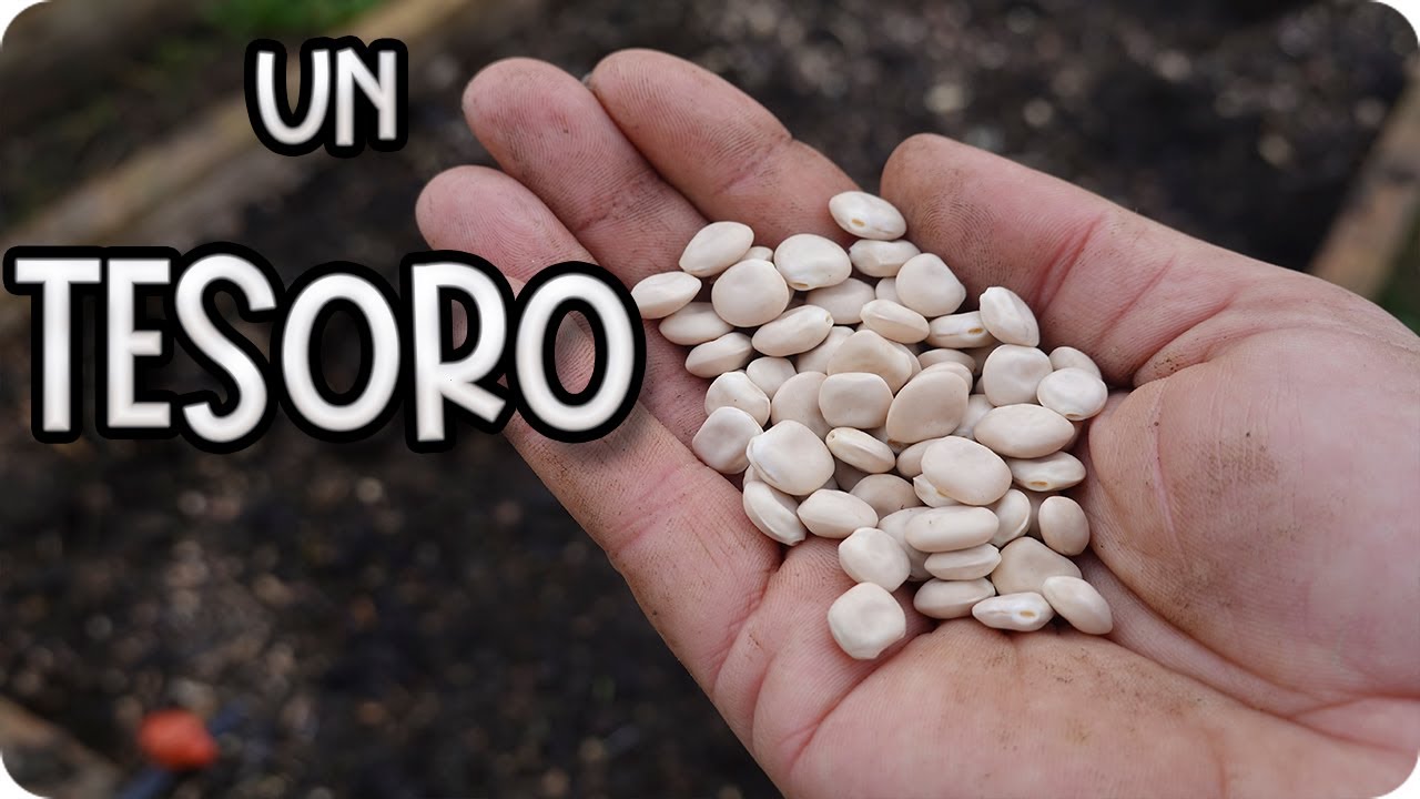 ¡Nadie Lo Planta! Pero Es un Tesoro para el Huerto y la Salud || La Huertina De Toni