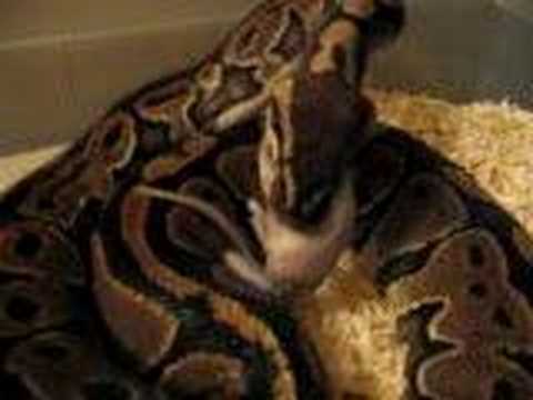 video phone beyonce mp3 Rasp eating rat