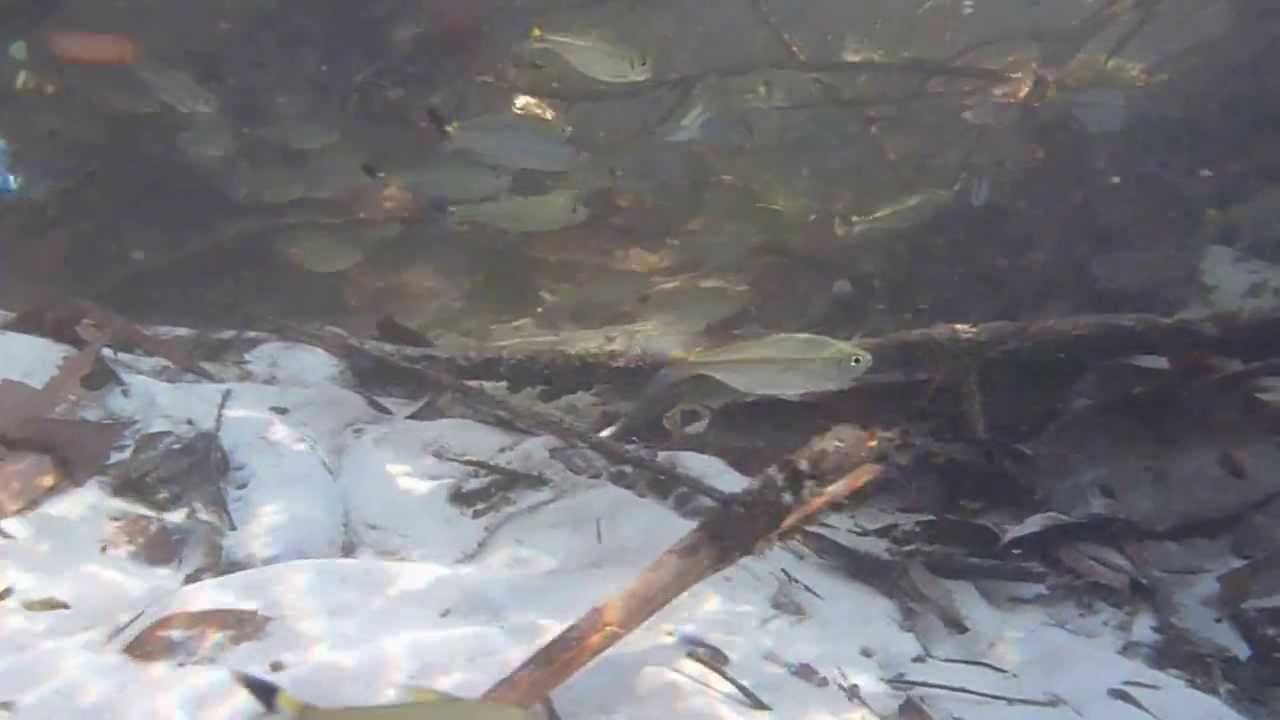 Tetra fishes in Morichal