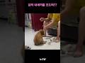 자기 새끼를 건들자 급발진하는 어미냥이