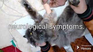 Calci virus in cats (signs and symptoms and prevention).