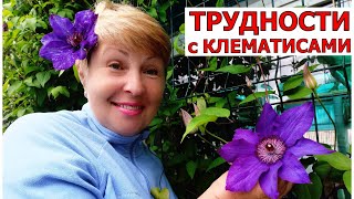 КЛЕМАТИСЫ не взошли в этом году. Что будем делать? Новинки клематисов порадовали