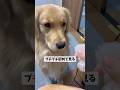 真剣なモンちゃん#ゴールデンレトリバー #goldenretriever