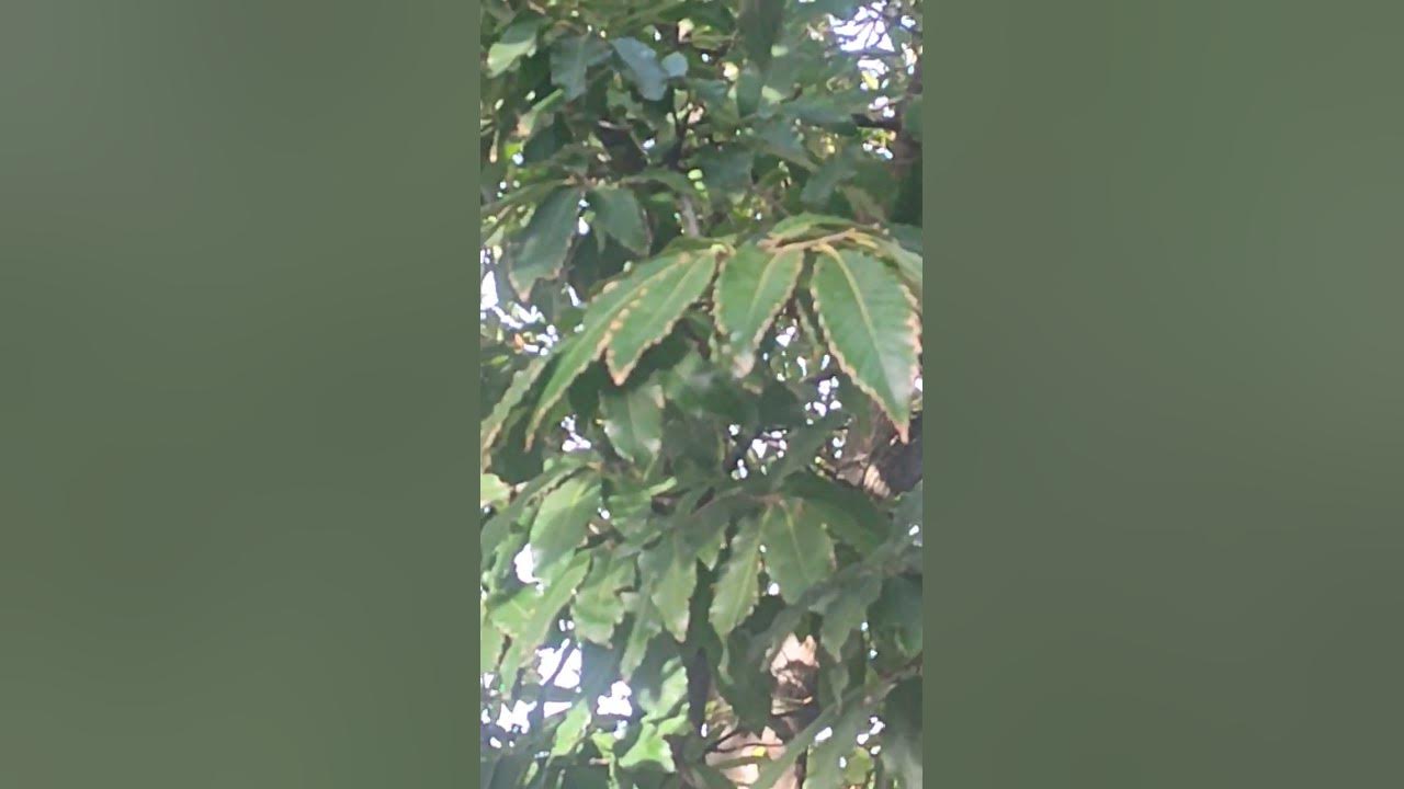 15 октомври 2024 г. Питомен кестен,Сладък кестен,Castanea sativa,плодно ...