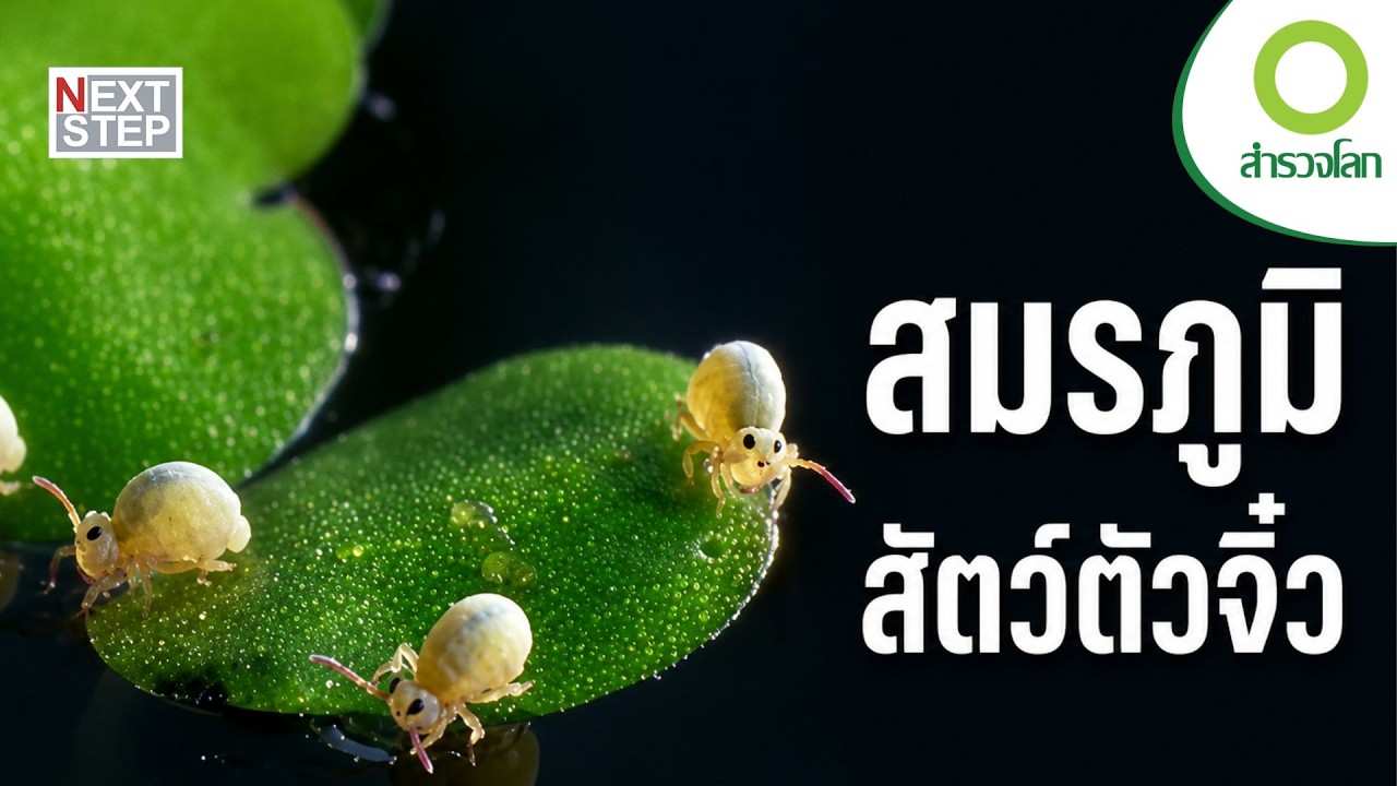 จิ๋วแต่โหด! เปิดโลกนักล่าตัวเล็กที่อันตรายที่สุดในธรรมชาติ | สารคดี สำรวจโลก ตอน สมรภูมิตัวจิ๋ว