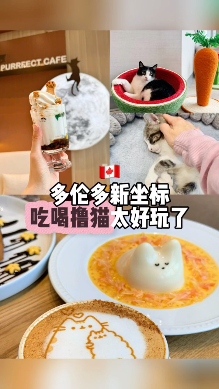 A new cat cafe opened in Toronto! I'm totally melted by its
