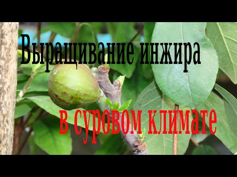 Выращивание инжира в суровом климате. Инжир в Белгороде.