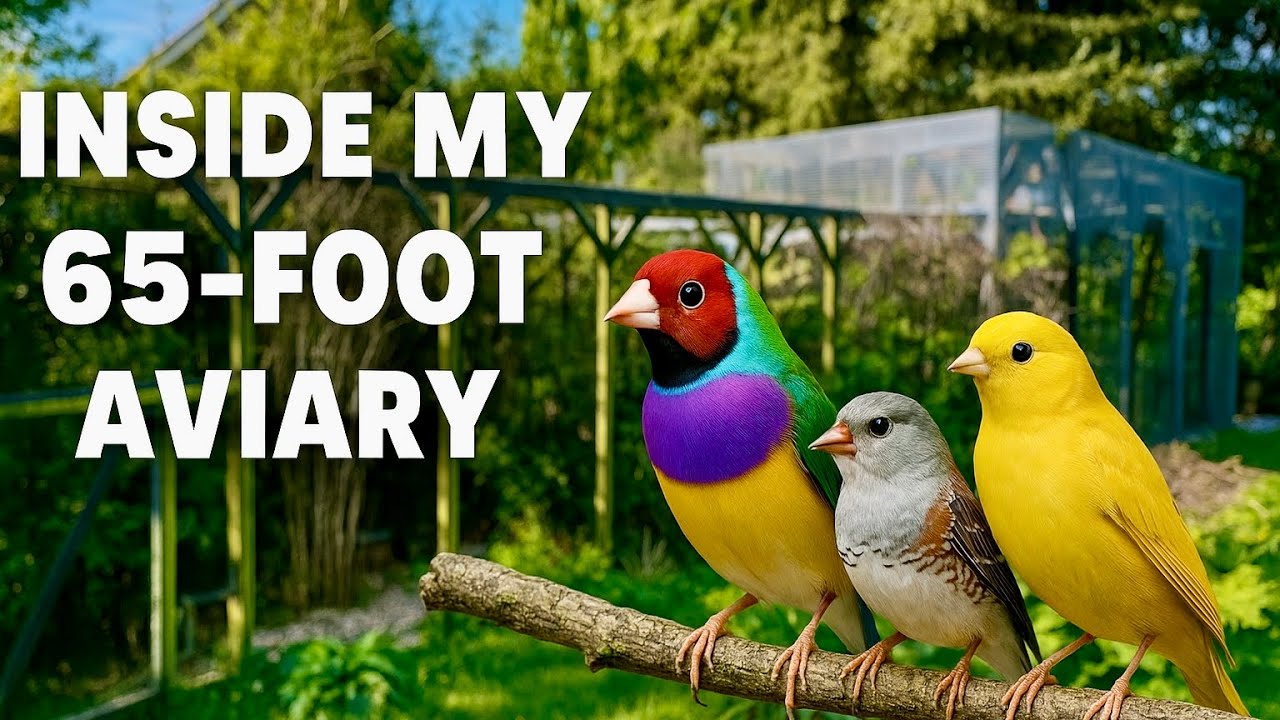 Inside My 65-Foot Aviary! Full Walkthrough + Bird Sounds (Finches ...