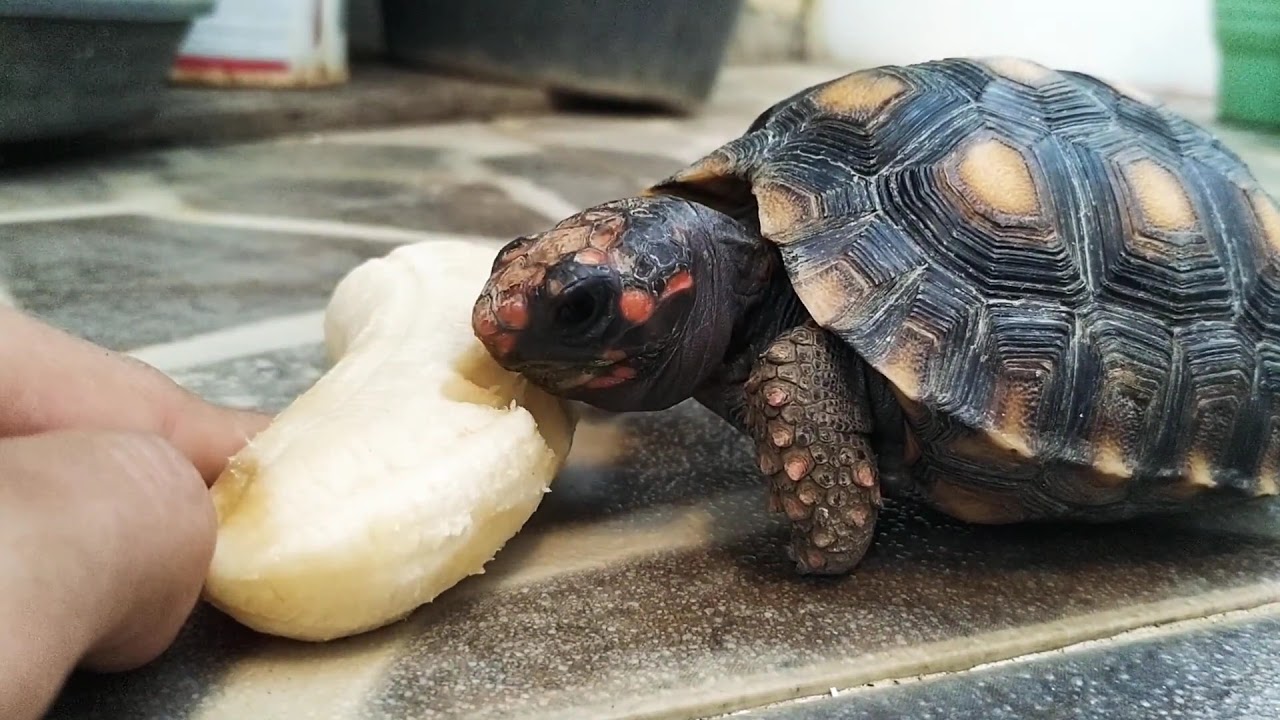 turtle eating banana YouTube