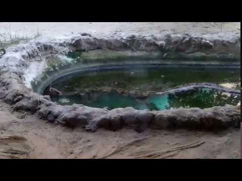 Indian rock python at Alipore Zoological Garden