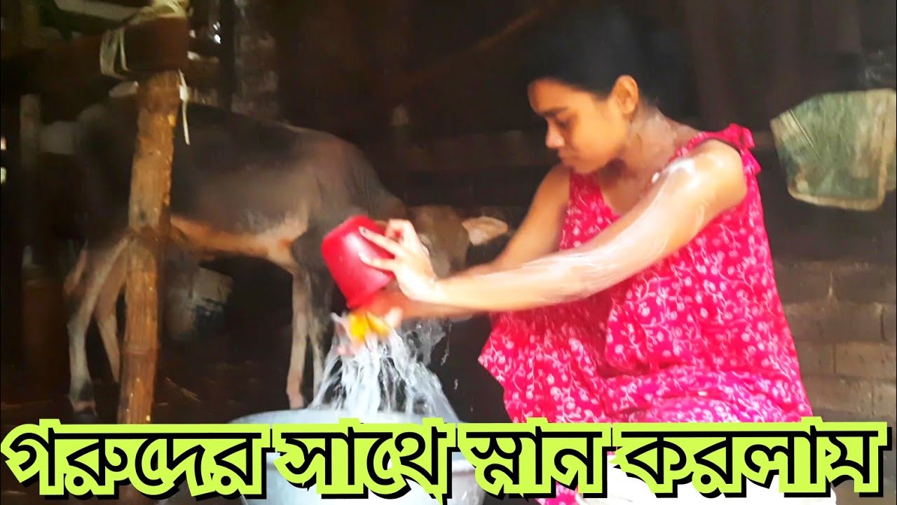 আজ গরু ঘরে বসে সমস্ত কাজ করলাম #ytshorts #bengalivlog
