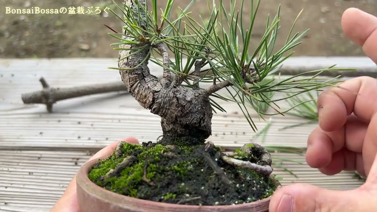 【KRM】チョンマゲを切り落とした黒松の芽切り #盆栽 #bonsai