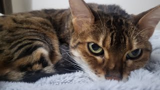 Beautiful Bengal Cat Sniffs Camera