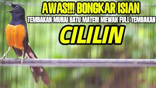 TEMBAKAN MURAI BATU GACOR ISIAN CILILIN INI AMPUH BUAT MATERI MURAI ANDA AGAR BONGKAR ISIAN