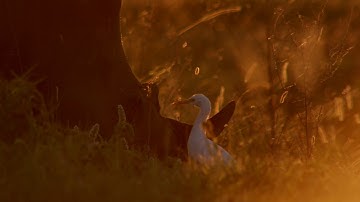 It takes a lot to save a rhino. Part 14 of 14