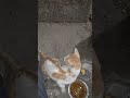 feeding hungry cat #my #dailyshorts #givefood #goodvibes #please #donate
