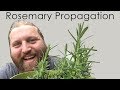 How I Propagate Rosemary from cuttings for Cooking Herbs and Bonsai
