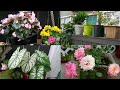 Tour por Mi Jardín en Primavera, Parte#1 Hermosas Flores y Remodelaciones! 🌹#jardineria