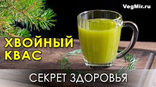 Coniferous kvass is the secret of rejuvenation and longevity. THE RIGHT recipe for a medicinal drink