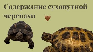 Содержание сухопутной черепахи – СУХОПУТНАЯ ЧЕРЕПАХА🐢￼