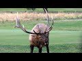 The Elk Rut | Estes Park Elk Fest 2020