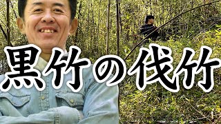 【竹虎】竹の季節到来！黒竹伐採、山の竹職人！竹チューバー竹虎四代目の世界 Black bamboo