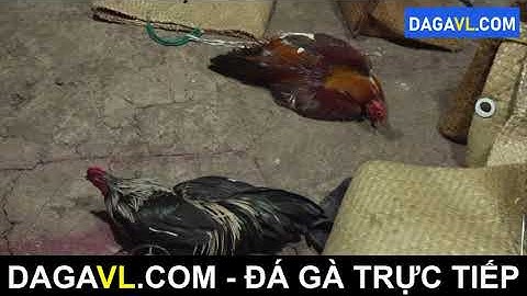 DAGAVL COM   đá gà trực tiếp  Bắt 31 đối tượng đá gà ăn tiền tại Tân Lập.