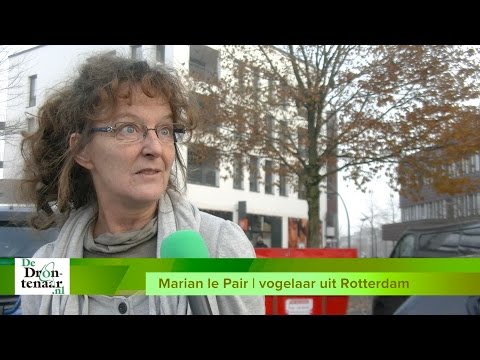 VIDEO | Dertien uilen in boom middenin winkelcentrum trekken veel bekijks