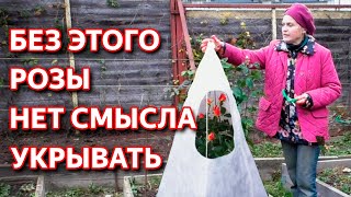 Укрытие роз на зиму. Обрезка и обработка роз осенью. Подготовка роз к зиме. Осенняя подкормка роз.