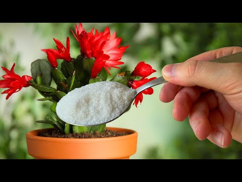 Бейне: Сары гүл Decembrist (Schlumbergera): сипаттамасы, үй күтімі