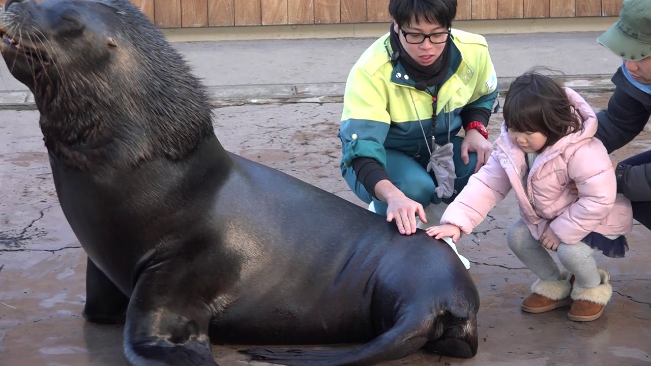 オタリアパフォーマンス　フレンドリーサークル　ふれあいラグーン　横浜・八景島シーパラダイスに行って来ました～♪　00323