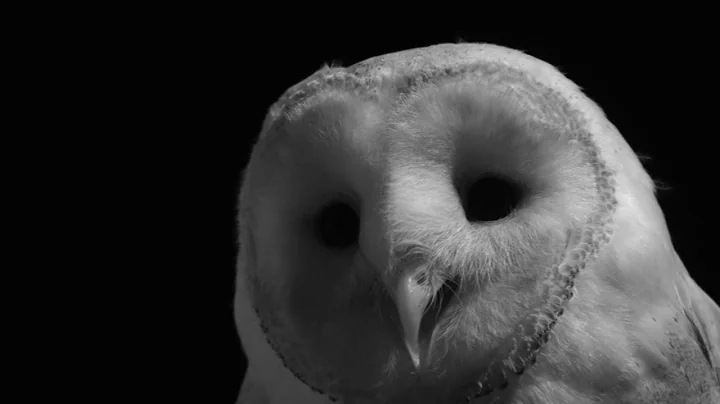 Barn Owls in their natural habitat  | Wild Cities - Galway | RTÉ One