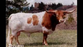 Zhivago  - Texas Longhorn Bull by dickinsoncattle 8,624 views 15 years ago 5 minutes, 46 seconds