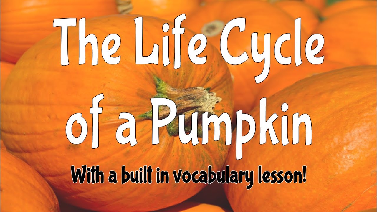 The Life Cycle Of A Pumpkin Read Aloud YouTube The Life Cycle Of A Pumpkin Read Aloud YouTube