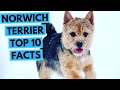Norwich Terrier - TOP 10 Interesting Facts の動画、YouTube動画。