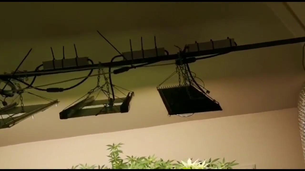 Blue Cheese flowering under Invisible Sun LED quantum boards p