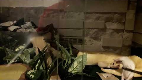 Attempting to feed my snake banana royal python part 1