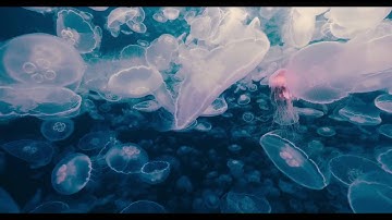 Michael Nyman - Dreams Of A Journey