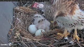 ДРУГЕ ПТАШЕНЯ ВИЛУПИЛОСЯ ЧЕРВОНОХВОСТИЙ ЯСТРУБ. США 28-4-24-TWO CHICK HATCHED RED-TAILED HAWKS. USA