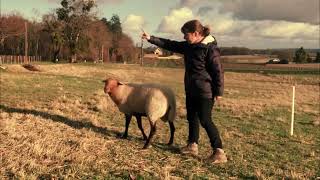 DES CHIENS ET DES MOUTONS