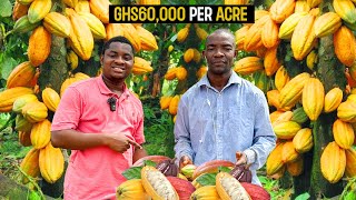 How To Start a Successful Cocoa Farm as a BEGINNER in Ghana in 2024 - DETAILED 🇬🇭 #cocoa #cocoabombs