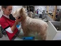 Toilettage du westie en pilation commercial