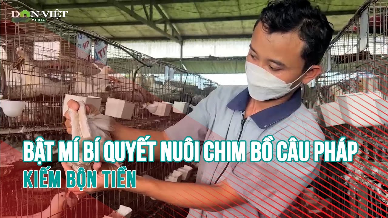 Anh nông dân Thanh Hoá bật mí bí quyết nuôi chim bồ câu Pháp