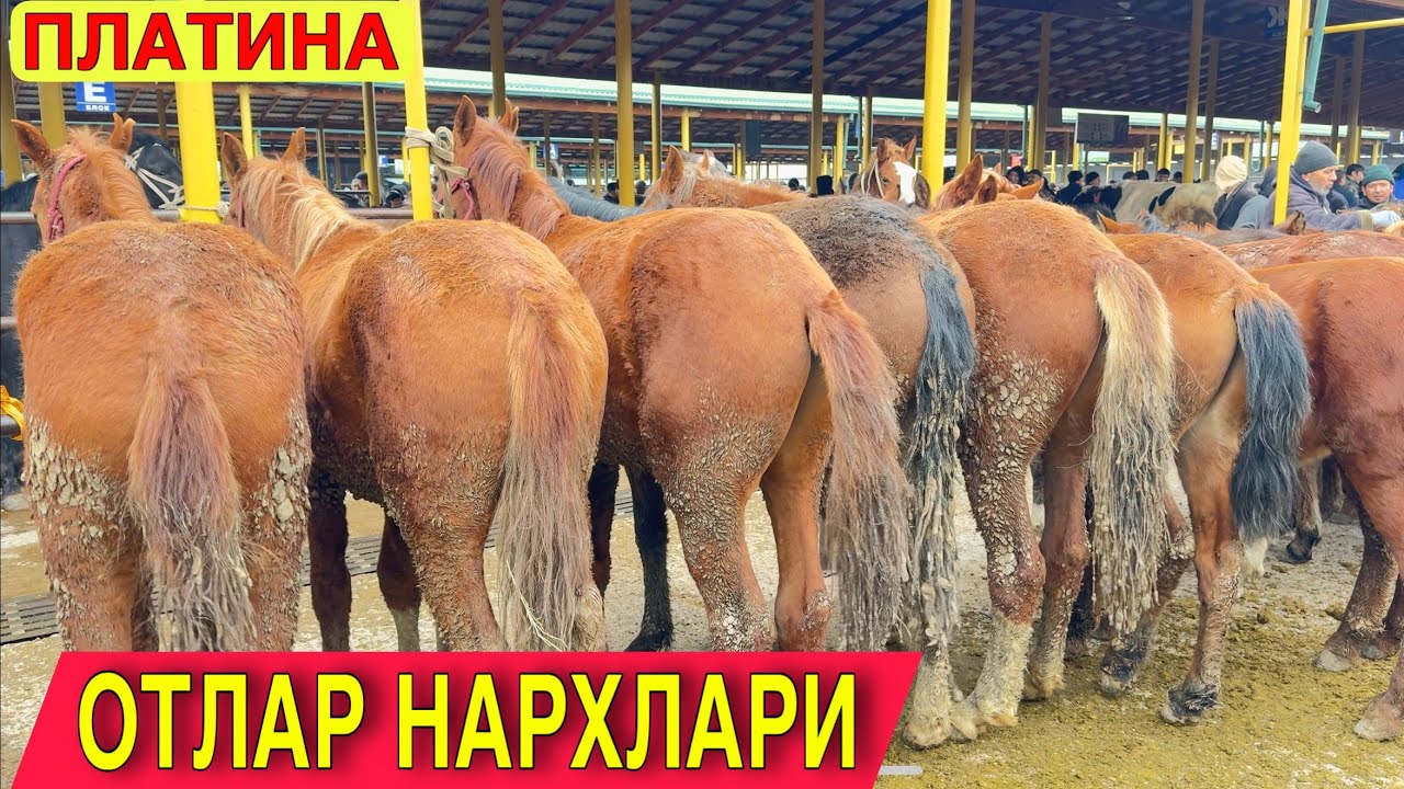 Biya, toy, ayg’ir otlar narxlari Toshkent platina mol bozor 