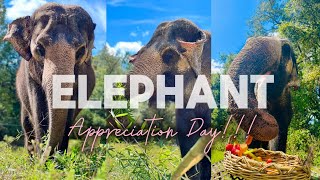 Elephant appreciation day