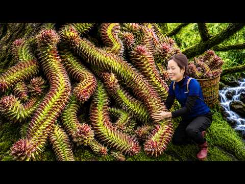 Harvesting Spiral Haworthia in Little Karoo | Stunning Holiday Décor for Festive Traditional Markets