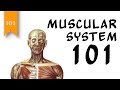 Muscle Mastery: Unraveling the Human Muscular System