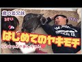 【18歳差兄妹】猫をライバル視するらんちゃん😉