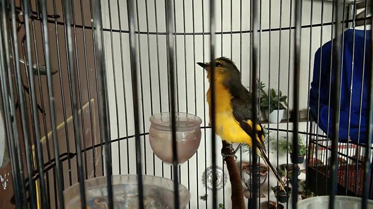 Burung Sepah Hutan Mantenan Gacor Youtube