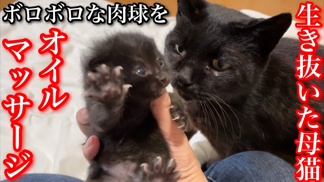 野良猫が産んだ子猫の体調が急変してしまい緊急で動物病院を受診しました Youtube 野良猫が産んだ子猫の体調が急変してしまい緊急で動物病院を受診しました Youtube